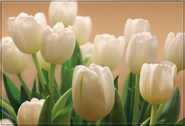Фотообои 9 листов Белые тюльпаны оптом
